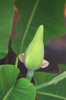 Magnolia macrophylla - šácholan velkolistý - pupen květu